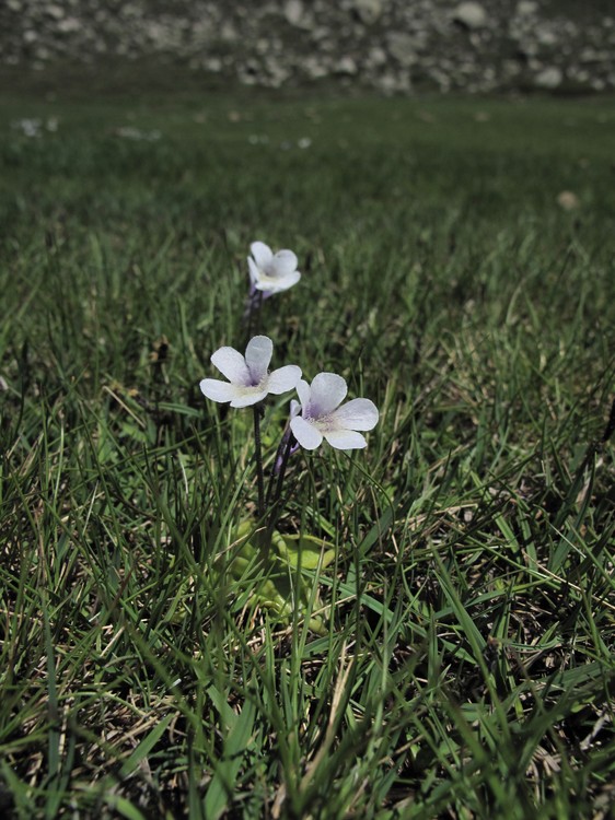 Pinguicula corsica